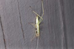 Oecanthus exclamationis