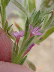 Epilobium torreyi