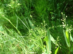 Dichanthelium leibergii
