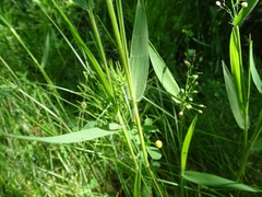 Dichanthelium leibergii
