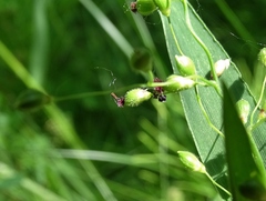 Dichanthelium leibergii