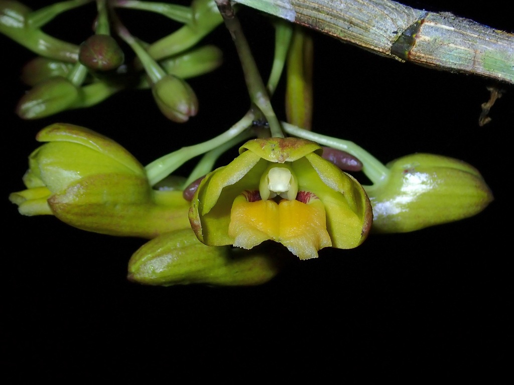 Dendrobium serena-alexianum J.J.Wood & A.Lamb 2
