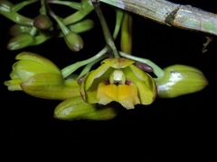 Dendrobium serena-alexianum