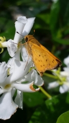Hylephila phyleus