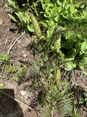 Pedicularis bracteosa