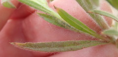 Epilobium torreyi