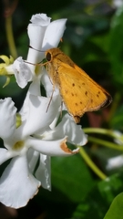 Hylephila phyleus