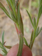 Epilobium torreyi