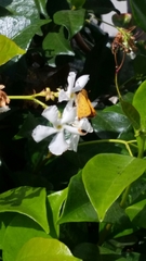 Hylephila phyleus