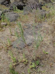 Epilobium torreyi