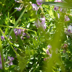 Astragalus bodinii