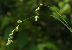 Carex argyrantha