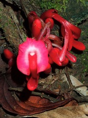 Etlingera brevilabrum
