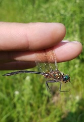 Somatochlora kennedyi