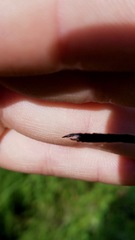 Somatochlora kennedyi