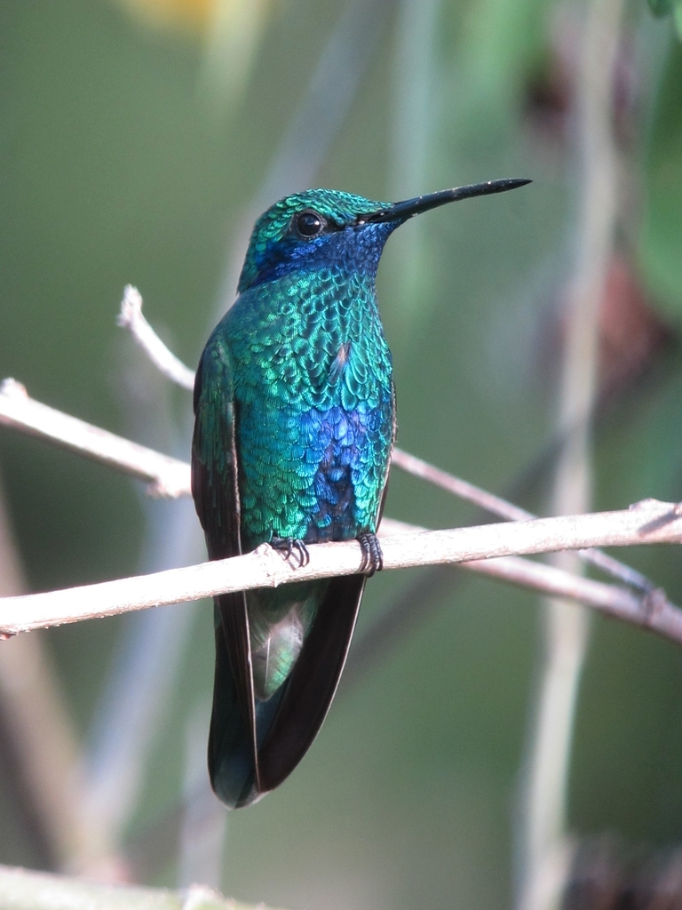 Andean Sparkling Violetear