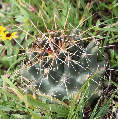 Coryphantha grata