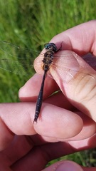 Somatochlora kennedyi