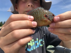 Lepomis peltastes