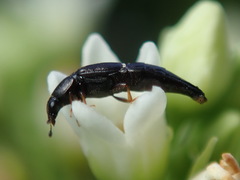 Conotelus obscurus