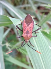 Ochrochira