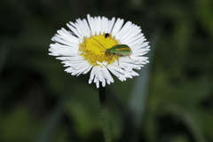 Diabrotica porracea