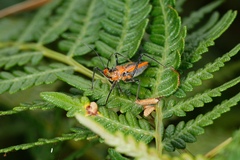 Gminatus australis