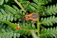 Gminatus australis