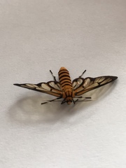 Amata grotei