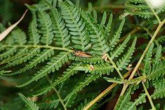 Gminatus australis