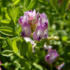 Astragalus bodinii