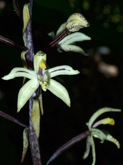 Aphyllorchis montana