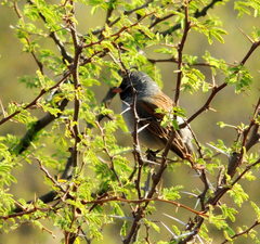 Spizella atrogularis