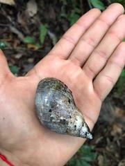 Hemibulimus dennisoni