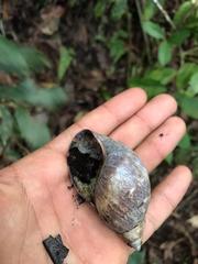 Hemibulimus dennisoni