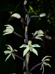 Aphyllorchis montana