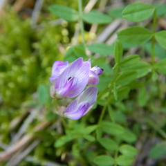 Astragalus bodinii