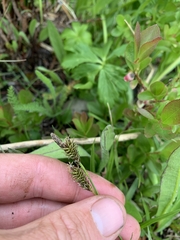 Carex luzulina