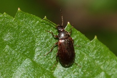 Isomira