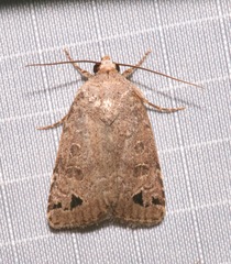 Anorthodes triquetra