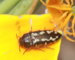 Acmaeodera