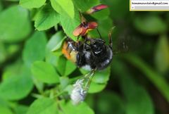 Bombus pyrosoma