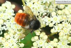 Bombus pyrosoma