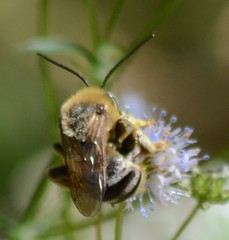 Svastra obliqua expurgata
