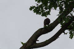 Buteo jamaicensis