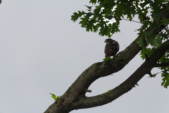 Buteo jamaicensis