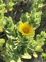 Rayjacksonia phyllocephala