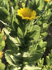 Rayjacksonia phyllocephala