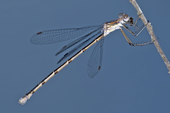 Lestes vidua