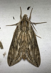 Sphinx canadensis